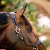 Rambo Micklem Leather Halter Standard Brown view 3