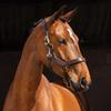 Rambo Micklem Leather Halter Standard Brown view 4