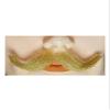Lacey Wigs English Mustache White view 1