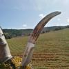 Joker Hunting knife CC57 Topo, deer horn handle, 2.95 inches blade of MOVA Steel, with brown Sheath, Tool for fishing, Hunting, camping and hiking view 3