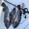 Berkley Line Ultra 8, No. 1.5, 24LB300M Crystal view 4