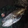 Berkley Line Ultra 8, No. 2, 30LB300M Crystal view 3
