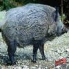 Duramesh Archery Targets Wild Boar, DM200 view 1