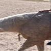 neck rope horse tack bridleless riding silver grey view 2