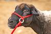 Halter-All Extra Small - Sheep, Goat, Small Calf Adjustable Halter & Lead USA 250-700bs (Burgundy) view 3