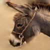 Halter-All Small Miniature Donkey Mule Mini Endless Adjustable Halter & Lead USA (Neon Lime Green) view 4