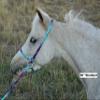 Halter-All Extra Small Miniature Foal Mini Endless Adjustable Halter & Lead USA (Horse Halter) (Ice Blue) view 2