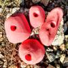 Climbing Holds Pack- 4 Large Bolt-on Holds with Various Difficulty (red) view 1