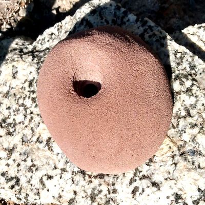 Indented Sloper- Bold-On Climbing Hold (Brown)