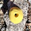 Sloper- Bold-On Climbing Hold (Yellow) view 1