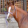 Classic Equine Flat Braid Halter and Leadrope, Purple-Grey view 3