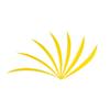 AMEYXGS 50pcs Arrow Feathers 5 Inch Parabolic Turkey Feathers DIY Archery Feather Right Wing Archery Accessories (Yellow) view 1