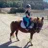 bitless bridle bridle with side pull hackamore in pony and horse size view 3