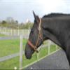 Rhinegold Anatomical Leather Headcollar view 1