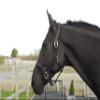 Rhinegold Unisex's R178-C-BLK Softee Pro-Anatomic Headcollar-Cob-Black view 1