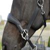 Rhinegold Unisex's R178-C-BLK Softee Pro-Anatomic Headcollar-Cob-Black view 2