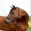 Halter for GoLeyGo System, blue/caramel, sz.1 view 2