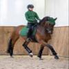 LeMieux Classic Ear Bonnet with Soft Lycra Ears - Close Knit Crochet - Comfortable Fit Equestrian Mask - Sport Horse Wear Fly Protection - Hunter Green - Medium view 3