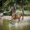LeMieux Classic Ear Bonnet with Soft Lycra Ears - Close Knit Crochet - Comfortable Fit Equestrian Mask - Sport Horse Wear Fly Protection - Hunter Green - Medium view 4