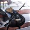 Yashchykov English Whip - Riding Crops for Horses - Crop Whip view 3