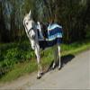 Rhinegold Unisex's 628-F-TURQ Fleece 3/4 Ride-On Rug-Turquoise-Cob, Full view 1