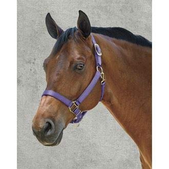 Dover Saddlery Heavy Nylon Halter, Small Pony, Charcoal