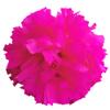 Danzcue 1 Pair 6 Inches Plastic Cheerleading Pom Poms with Dowel Handle (Shocking Hot Pink, One Size) view 1