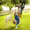 TODO Colours Funny Socks for Men, Women - Cool and Crazy Socks Novelty Gifts - Fancy Designs (Alpaca, 39) view 3