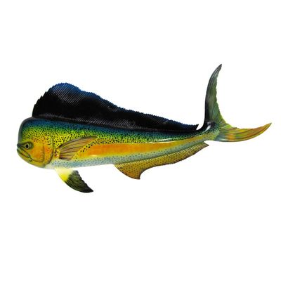 48" Lifesize Realistic Saltwatter Mahi Fish Wall Mount Hand Painted Trophy Taxidermy