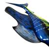 48" Florida Striped Blue Sailfish Trophy Taxidermy Hand Painted Wall Mount Plaque view 4