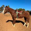 cinch strap set latigo sunflower 2" view 3