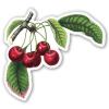 888 Graphics Cherries Vintage Illustration Golf Hat Clip with Magnetic Ball Marker view 4