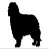888 Graphics Cavalier King Charles Spaniel Dog Breed Golf Hat Clip with Magnetic Ball Marker view 4