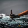 Smith & Wesson M&P Officer 8.5in S.S. Full Tang Fixed Blade Knife with 4in Drop Point, G10 Handle and Glass Break for Outdoor, Tactical, Survival and EDC view 3