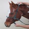 Halter-All Extra Small Miniature Mini Endless Adjustable Halter & Lead USA (Horse Halter) (Neon Hot Pink) view 3