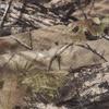 LOOGU Camo Netting 300D Mesh Camouflage Net Bulk Roll Quiet Nets for Hunting Military Shooting Camping Sunshade Party Decoration Super 1.0 view 3