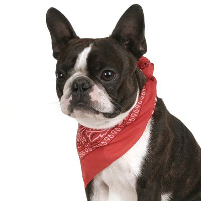 Balec Pack of 2 Paisley Cotton Dog Bandana Triangle Shape - One Size Fits Most