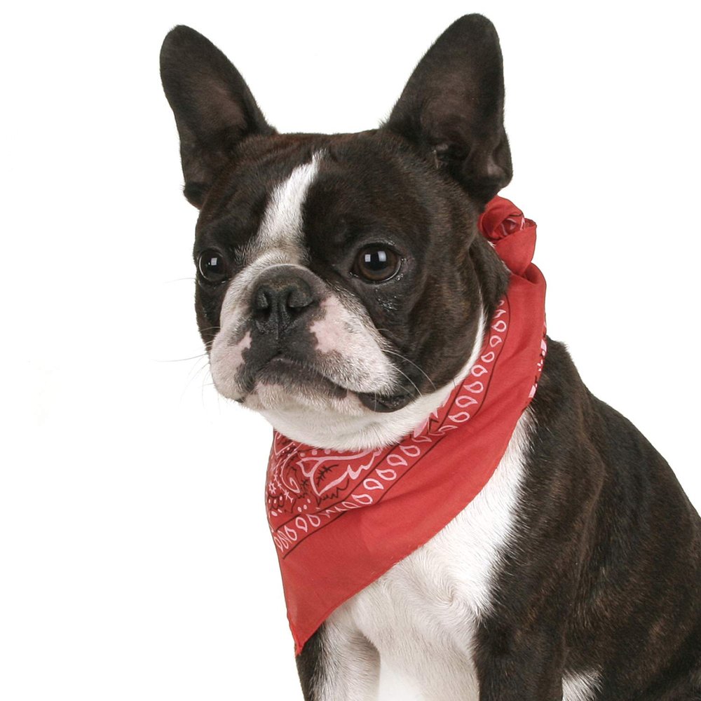 Balec Pack of 2 Paisley Cotton Dog Bandana Triangle Shape - One Size Fits Most