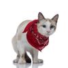 Balec Pack of 2 Paisley Cotton Dog Bandana Triangle Shape - One Size Fits Most view 3