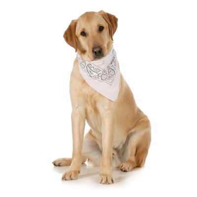 10-Pack Paisley Cotton Dog Scarf Triangle Bibs - XL and Washable (White)