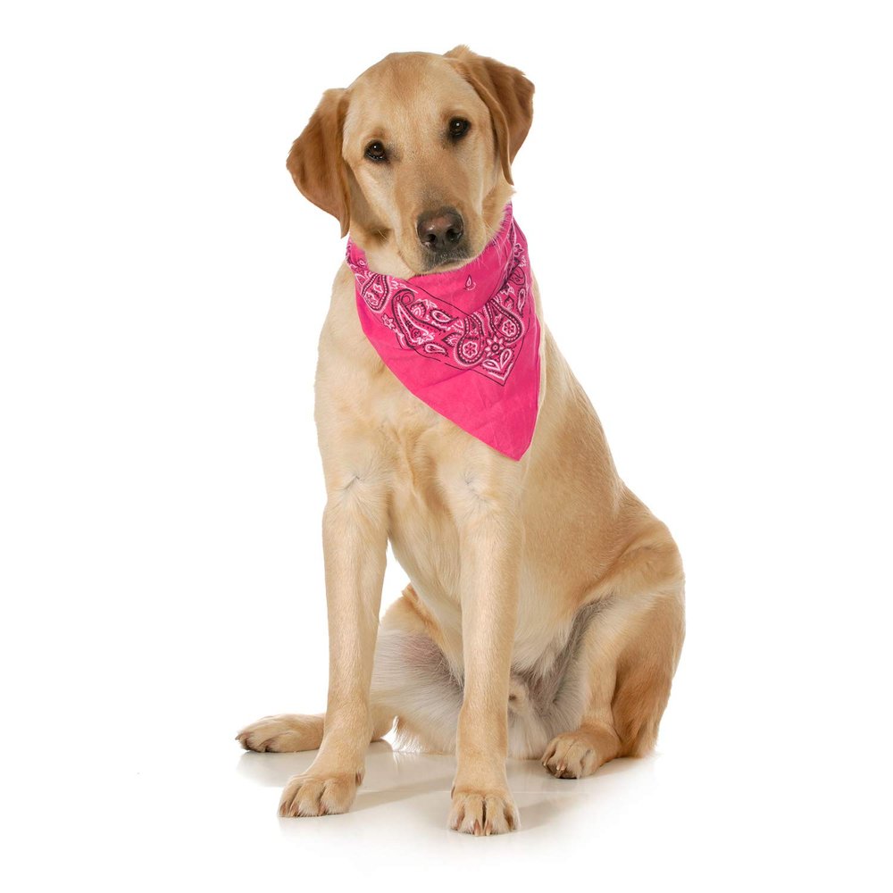 10-Pack Paisley Cotton Dog Scarf Triangle Bibs - XL and Washable (Hot Pink)