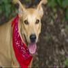 10-Pack Paisley Cotton Dog Scarf Triangle Bibs - XL and Washable (Hot Pink) view 3