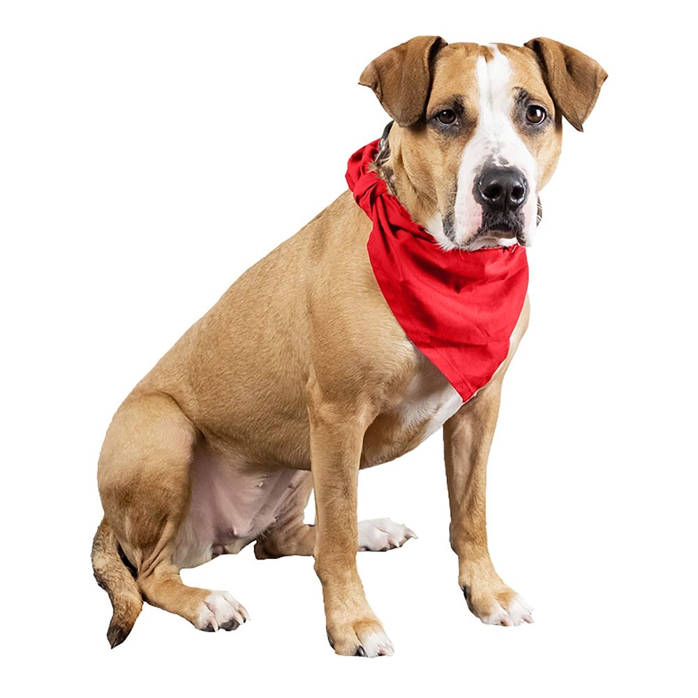 Qraftsy Plain Cotton Pets 5 Pcs Dogs Bandana Triangle Shape - Large Pets (Red)