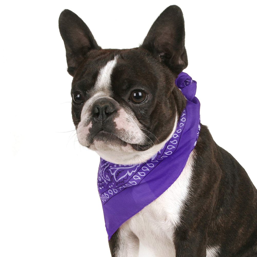 Balec Pack of 2 Paisley Cotton Dog Bandana Triangle Shape - One Size Fits Most