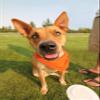 Jordefano Solid Polyester Dog Neckerchief Triangle Bibs - Extra Large (Red) view 3