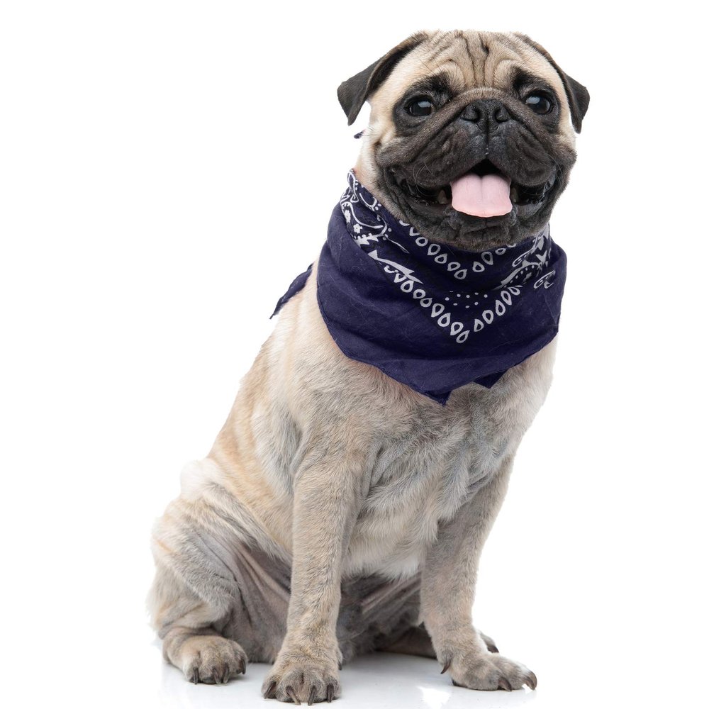 6 Paisley Polyester Dog & Cats Bandana Triangle Bibs - Washable & One Size (Blue)