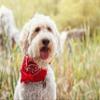 Qraftsy Plain Cotton Pets 5 Pcs Dogs Bandana Triangle Shape - Large Pets (Black) view 3