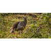 Avian X HDR Hen Turkey Decoy view 4