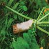Whitetail Institute Ravish Radish Deer Food Plot Seed, High Production Annual Forage Radish Seed Varieties to Attract and Hold Deer Throughout Fall and Winter, 2.5 lbs (.25 Acre) view 3