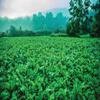Whitetail Institute Ravish Radish Deer Food Plot Seed, High Production Annual Forage Radish Seed Varieties to Attract and Hold Deer Throughout Fall and Winter, 2.5 lbs (.25 Acre) view 4